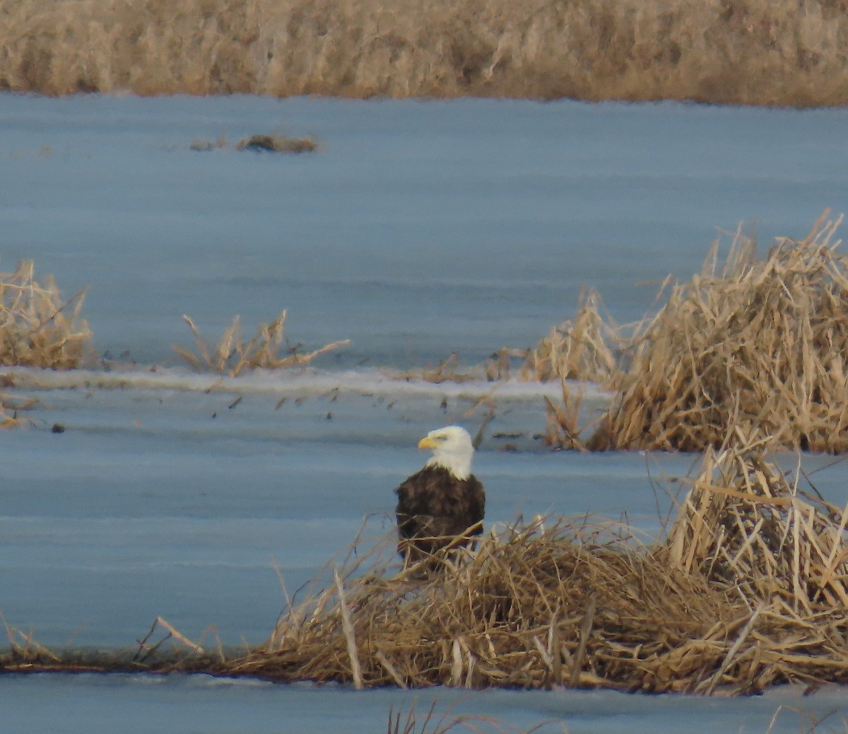 Bald Eagle - ML632149831