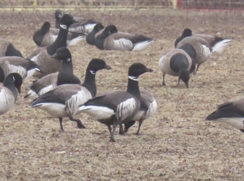 Brant (Black) - ML632149908