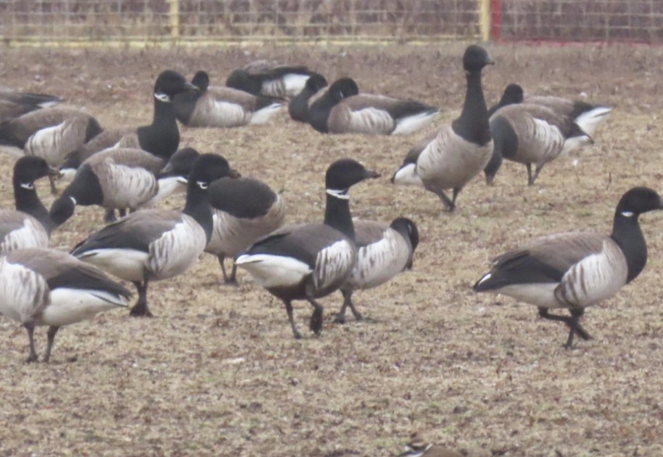 Brant (Black) - ML632149910