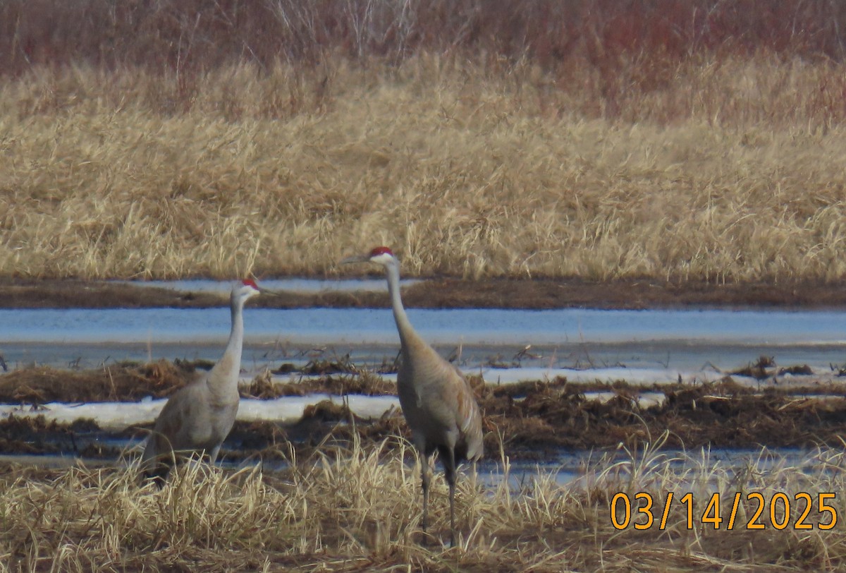 Sandhill Crane - ML632149915