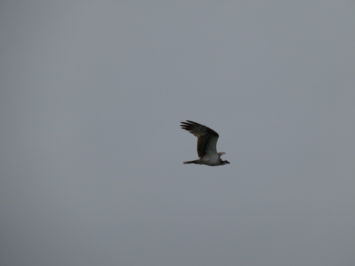 Osprey - ML632149929