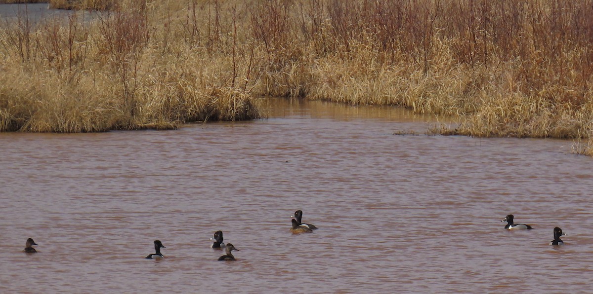 Ring-necked Duck - ML632149989