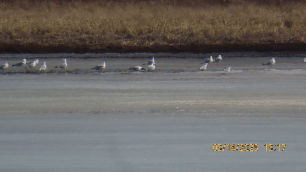 Ring-billed Gull - ML632150083