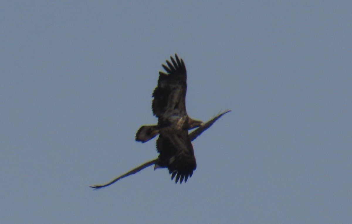 Bald Eagle - ML632150135