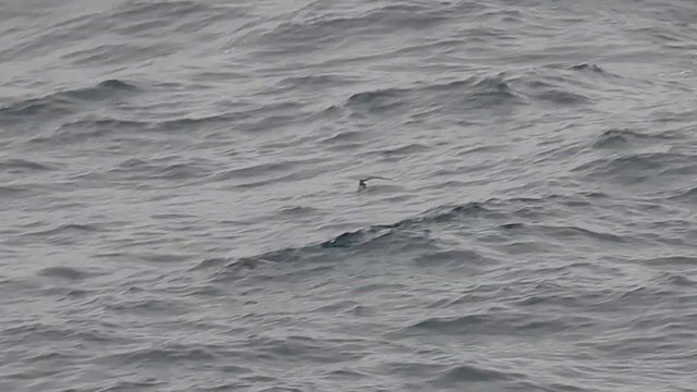 Little Shearwater - ML632150154