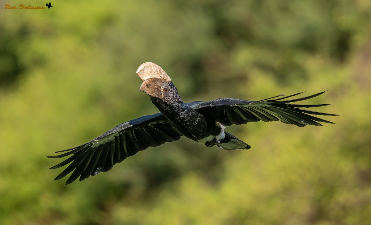 Silvery-cheeked Hornbill - ML632150446