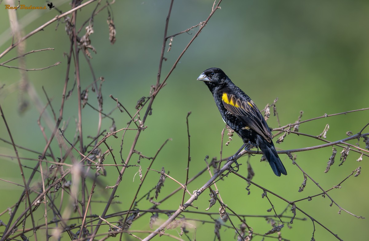 Yellow Bishop - ML632150514