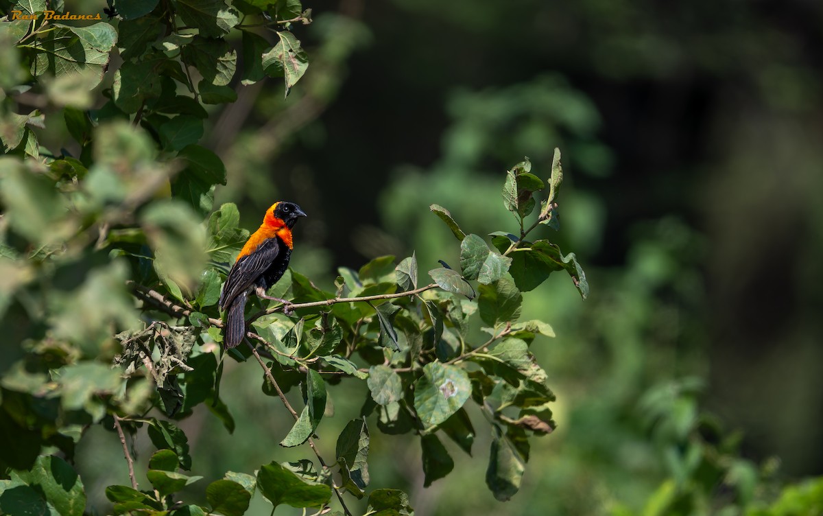 Black Bishop - ML632150519