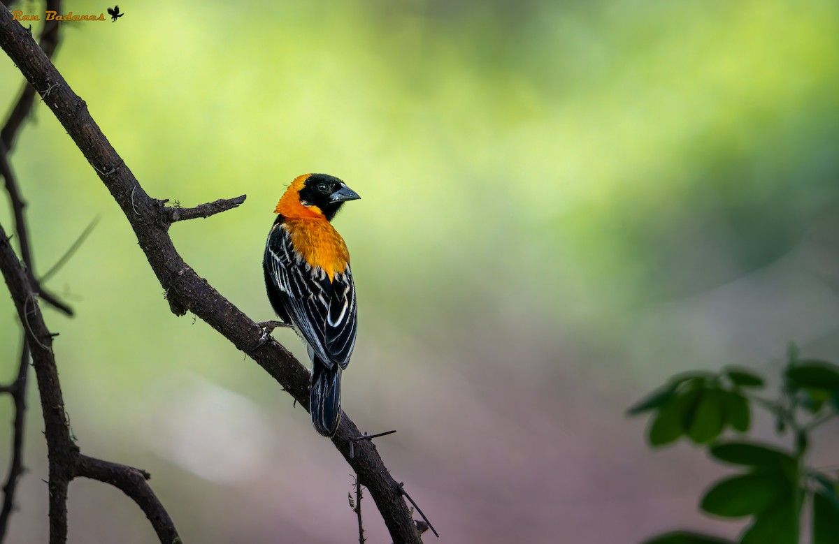 Black Bishop - ML632150521