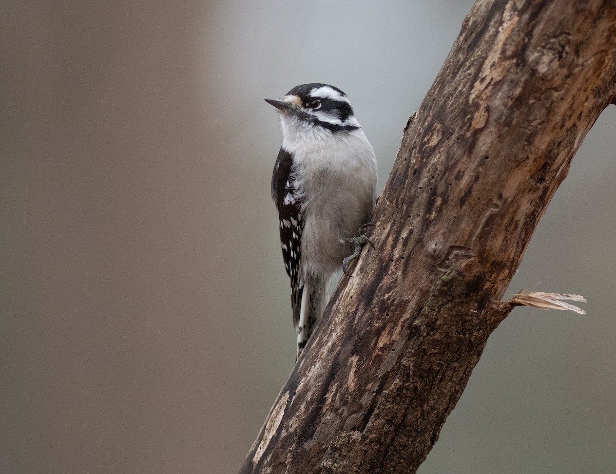 Downy Woodpecker - ML632150780