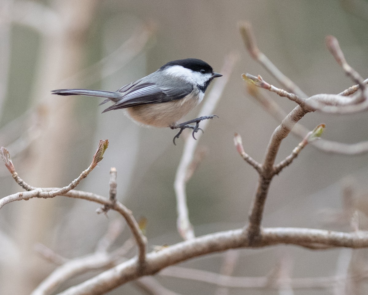 Black-capped Chickadee - ML632150785