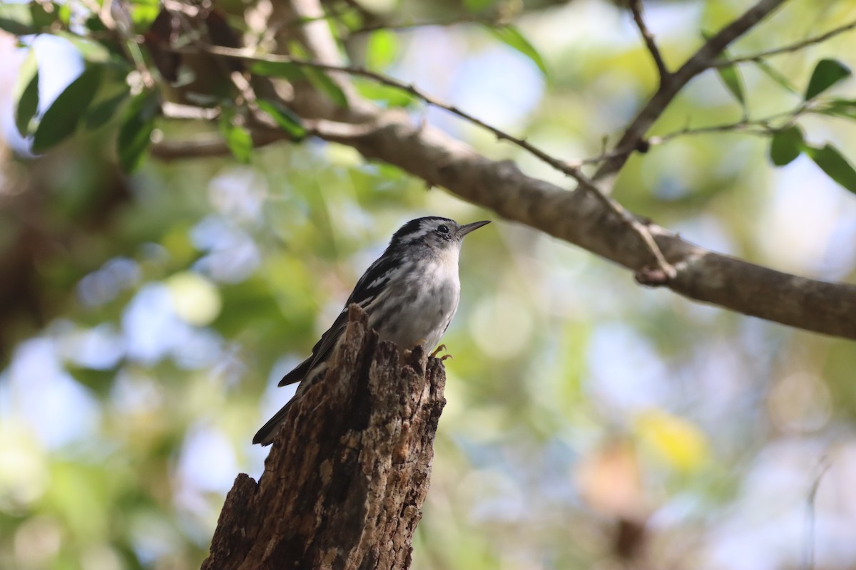 Black-and-white Warbler - ML632150826