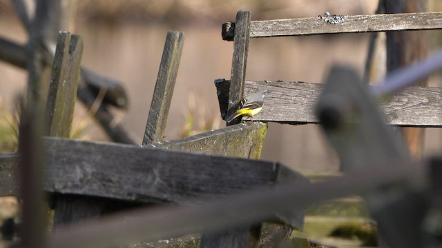 konipas horský - ML632150841
