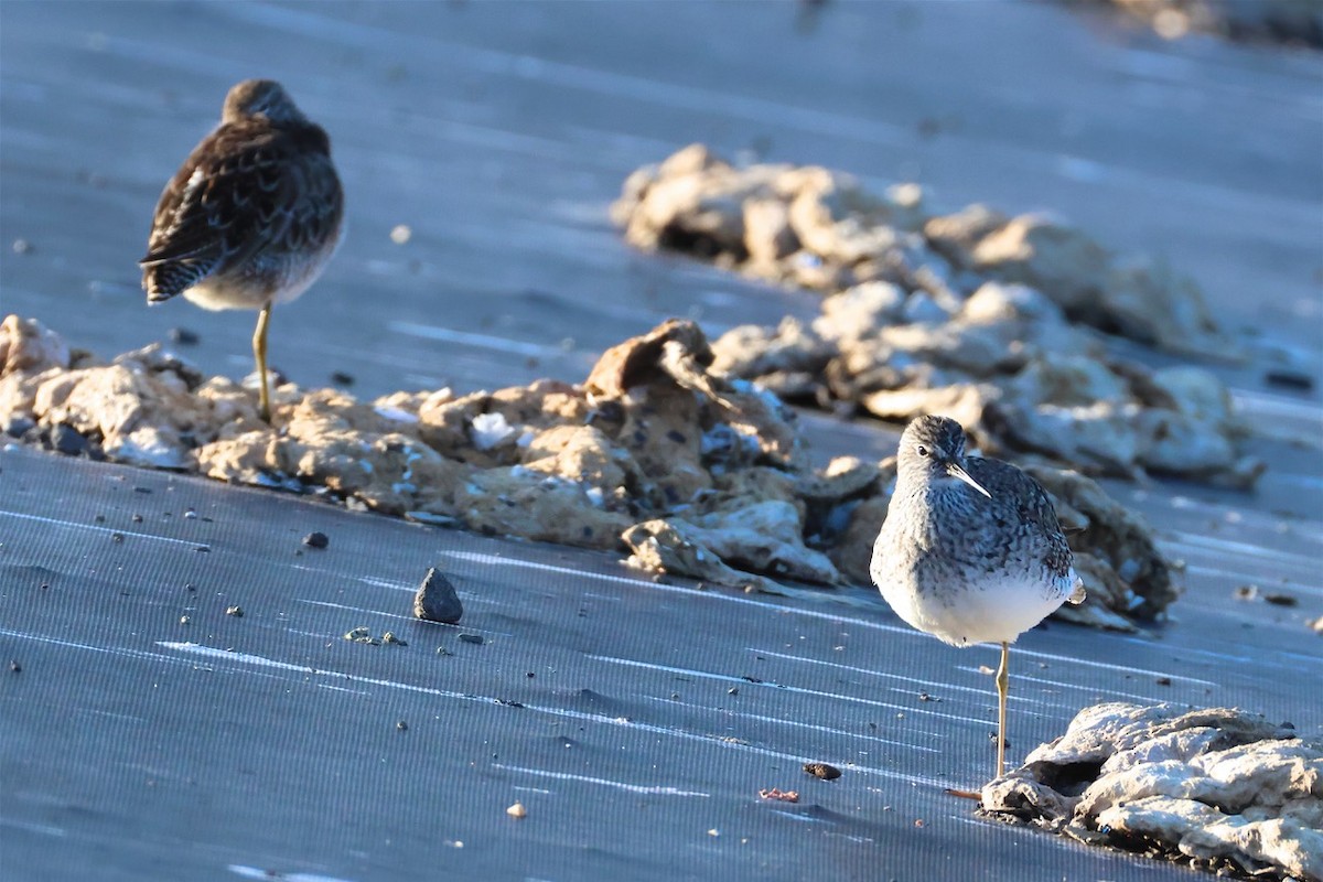 Lesser Yellowlegs - ML632150928