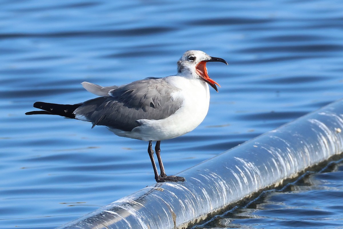 Laughing Gull - ML632150929