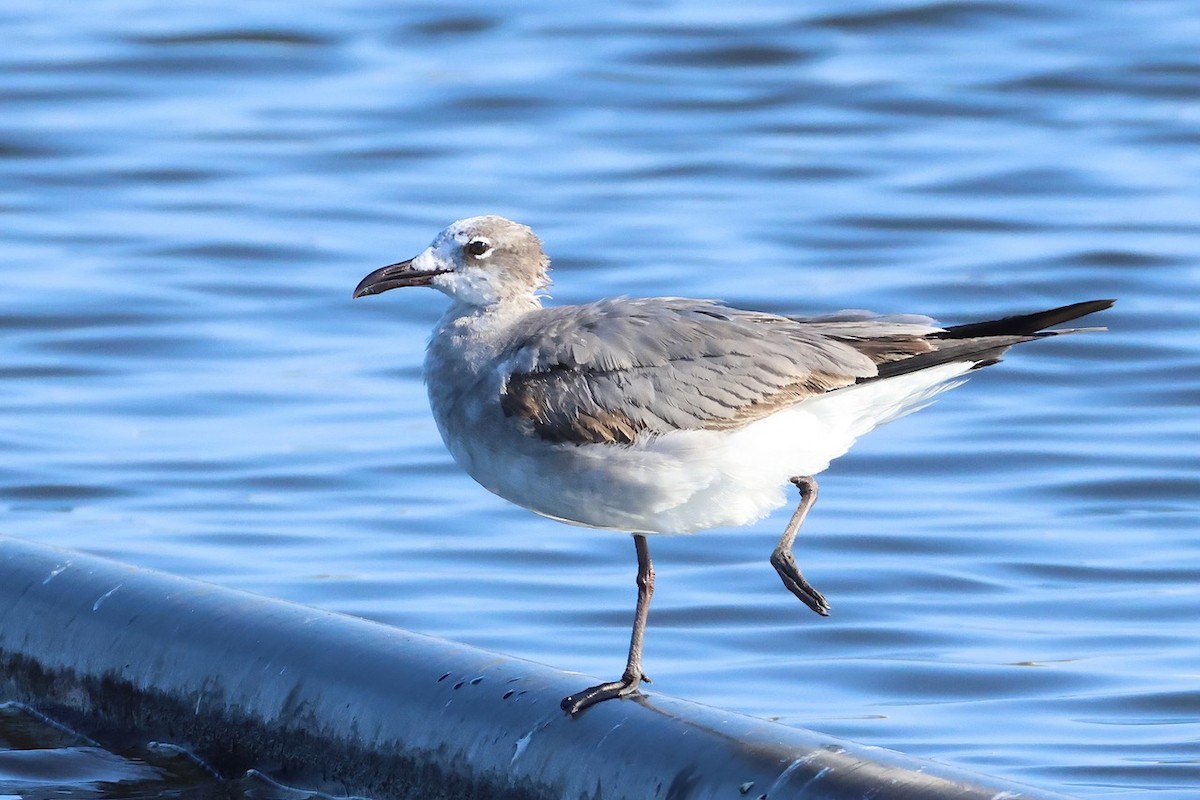 Laughing Gull - ML632150932