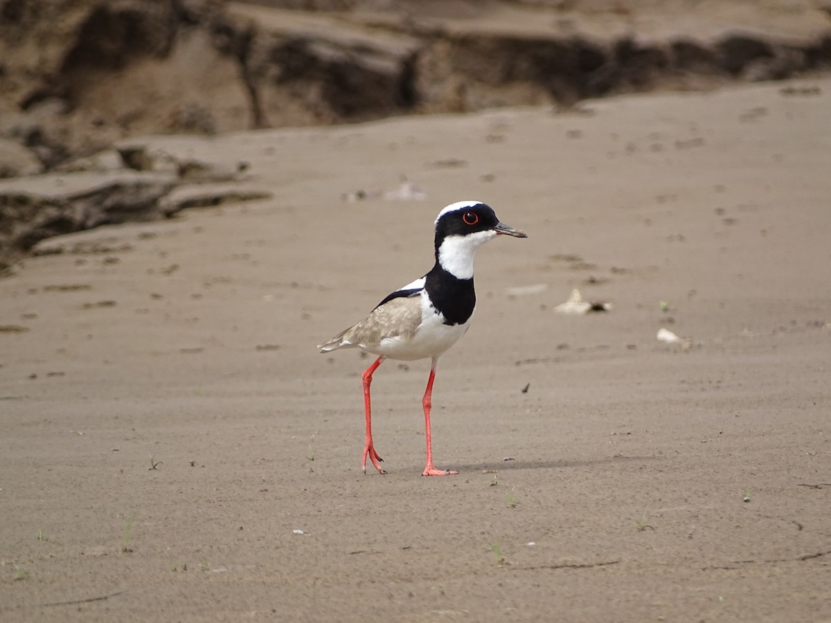 Pied Plover - ML632151360