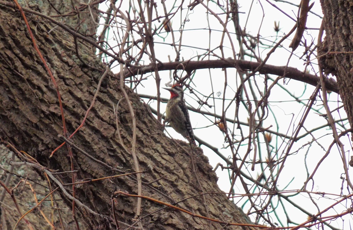 Yellow-bellied Sapsucker - ML632151795