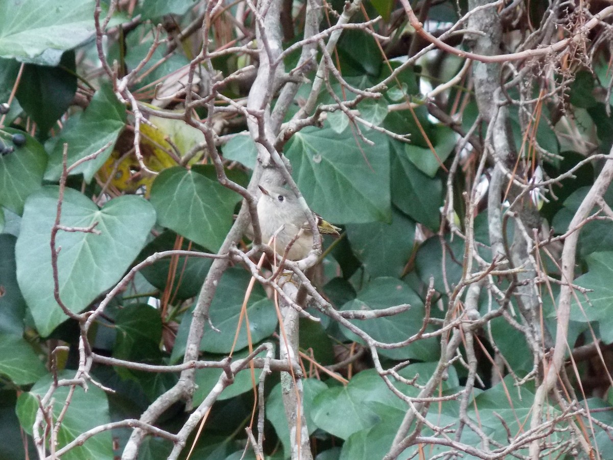 Golden-crowned Kinglet - ML632151804