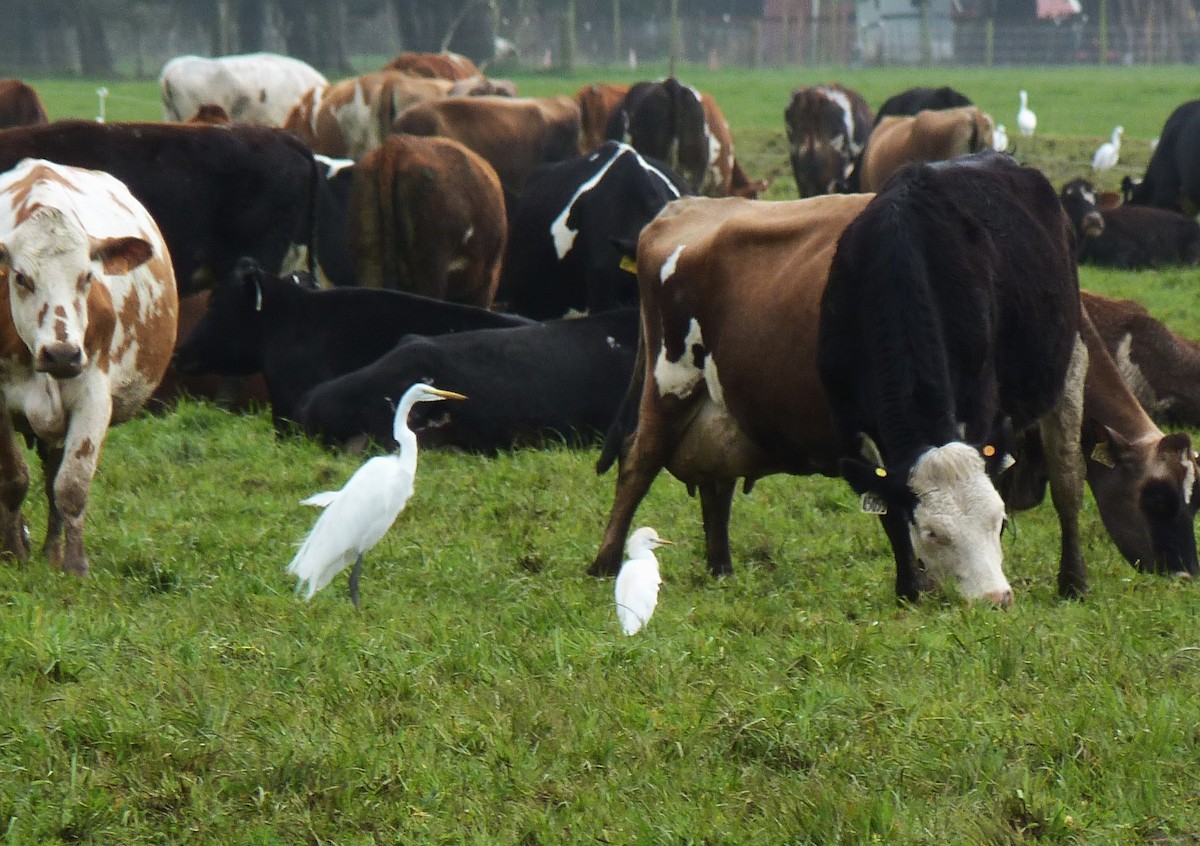 Western Cattle-Egret - ML632151889