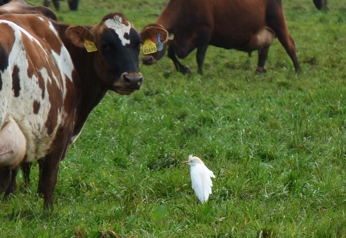Western Cattle-Egret - ML632151891