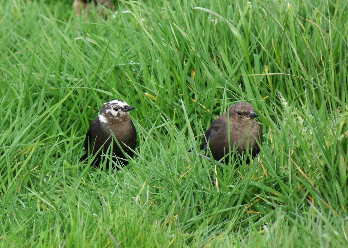 Brewer's Blackbird - ML632151918
