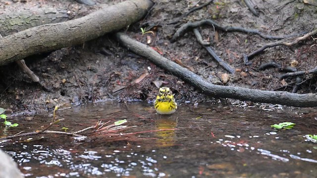 Townsend's Warbler - ML632151935