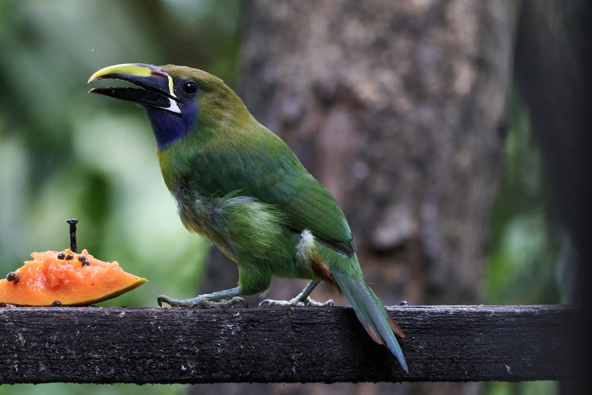 arassari smaragdový - ML632151950