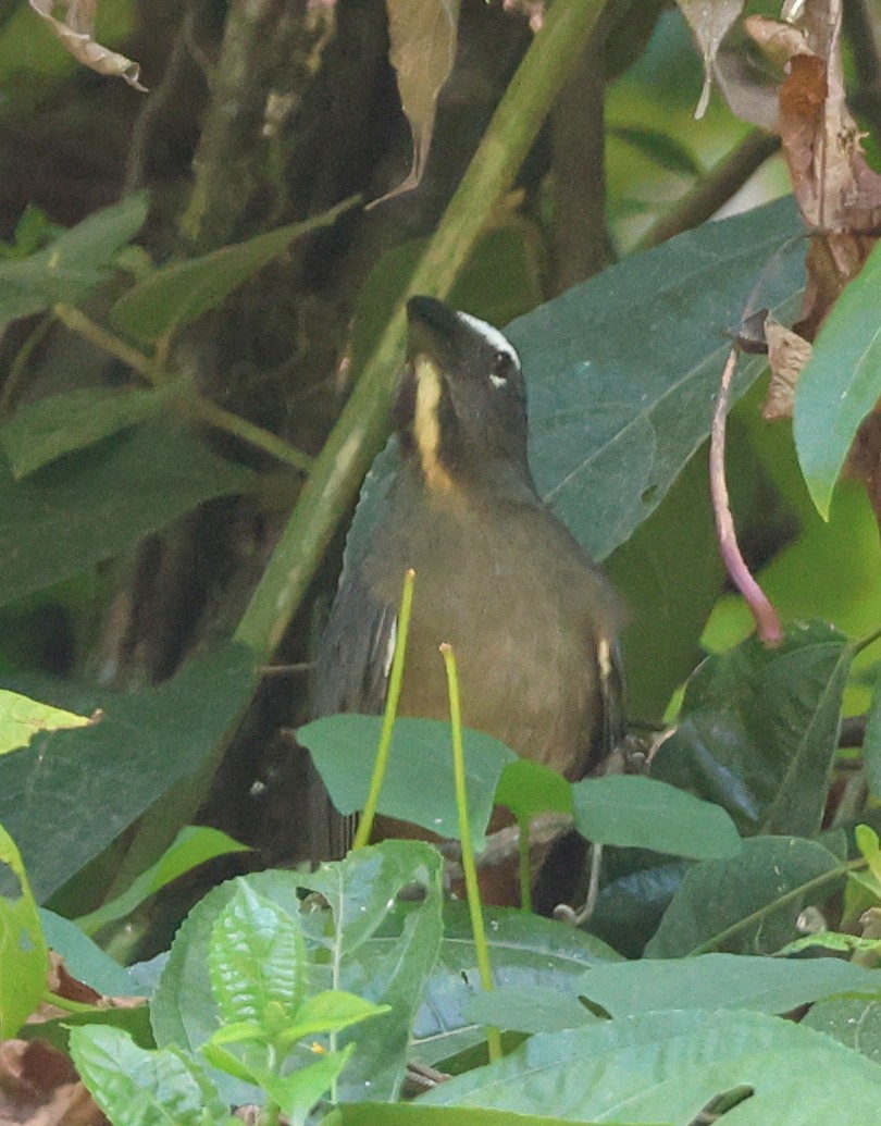 Cinnamon-bellied Saltator - ML632152011
