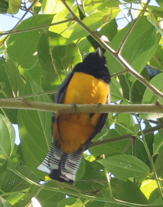 Gartered Violaceous Trogon - ML632152017