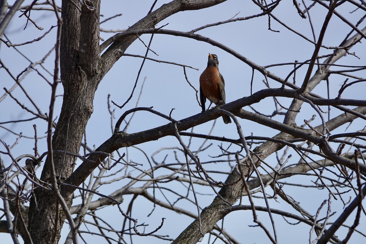 American Robin - ML632152034
