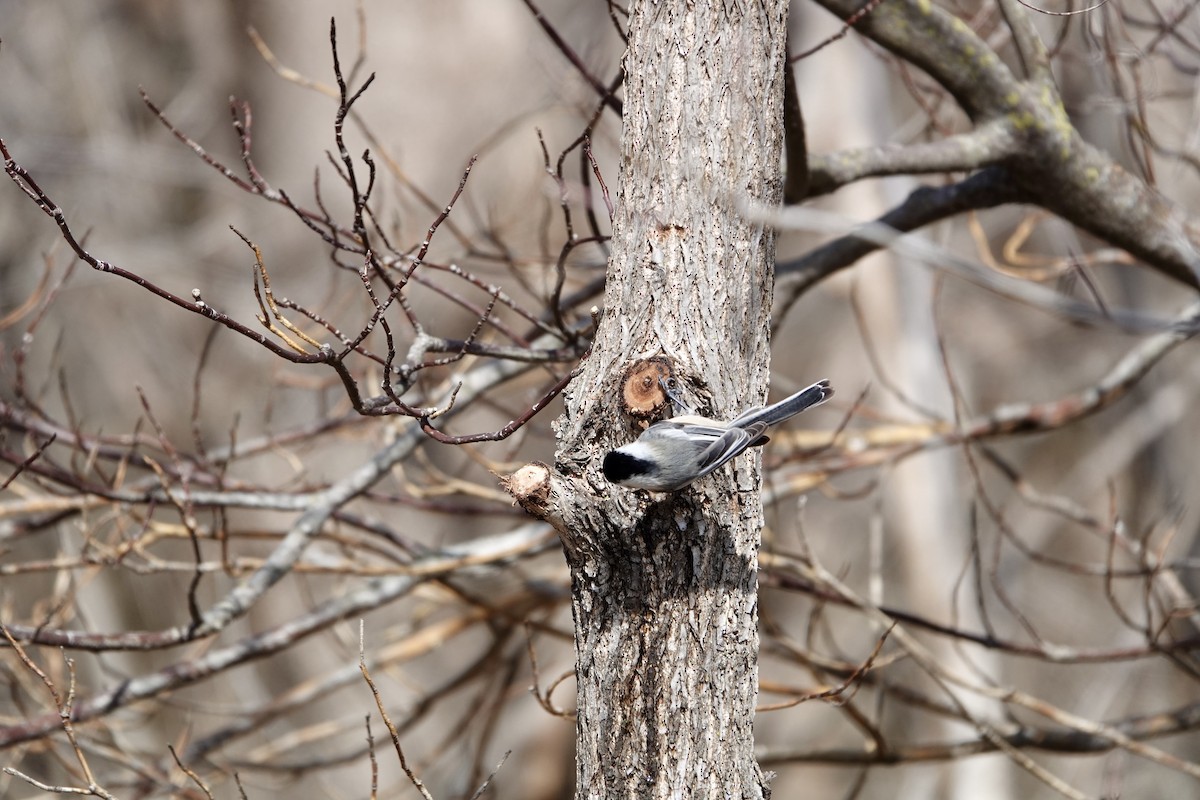 Black-capped Chickadee - ML632152038