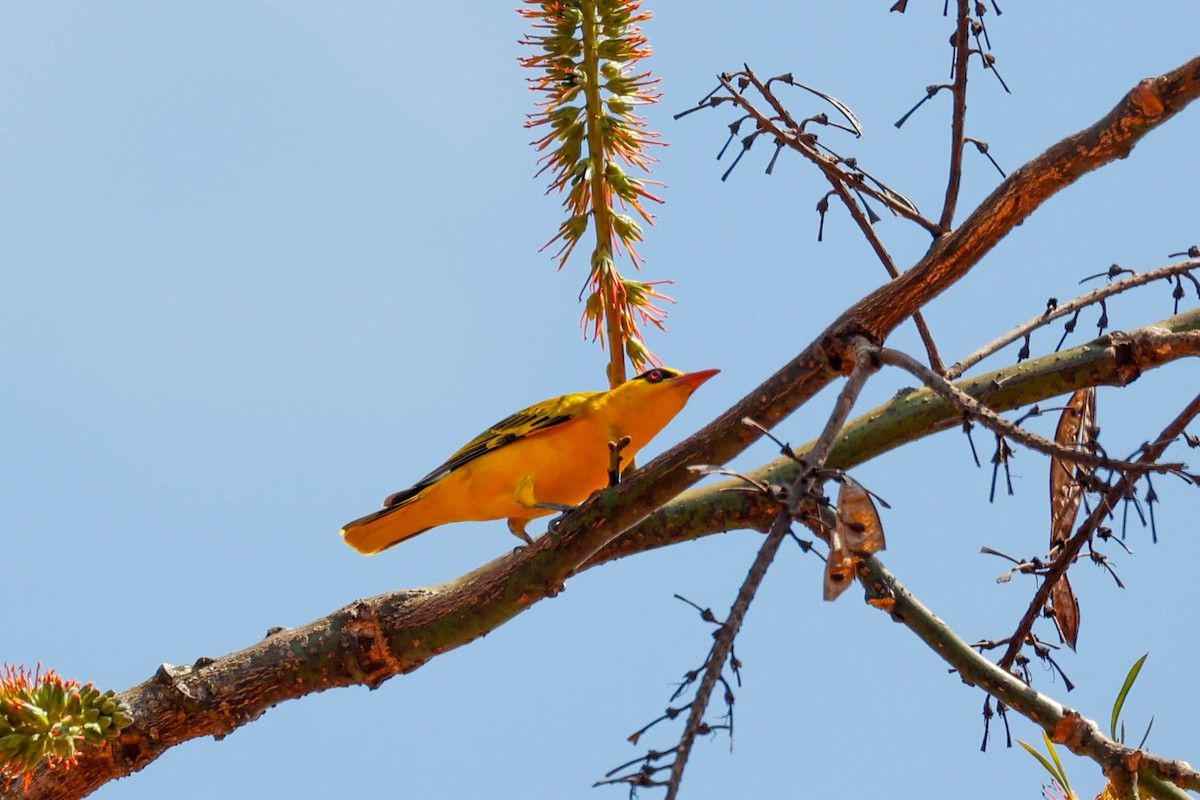 African Golden Oriole - ML632152053