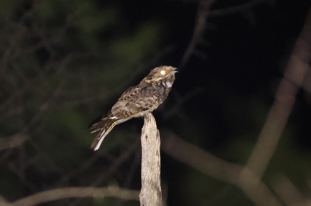 Fiery-necked Nightjar - ML632152139