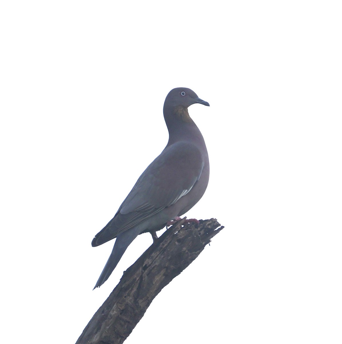 Plain Pigeon - ML632152148
