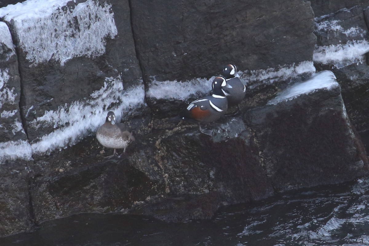 Harlequin Duck - ML632152190