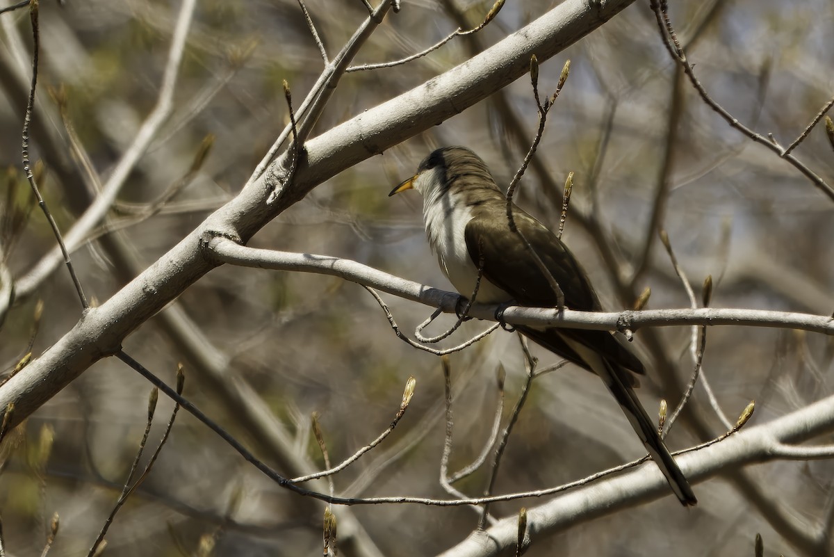 Yellow-billed Cuckoo - ML632152240