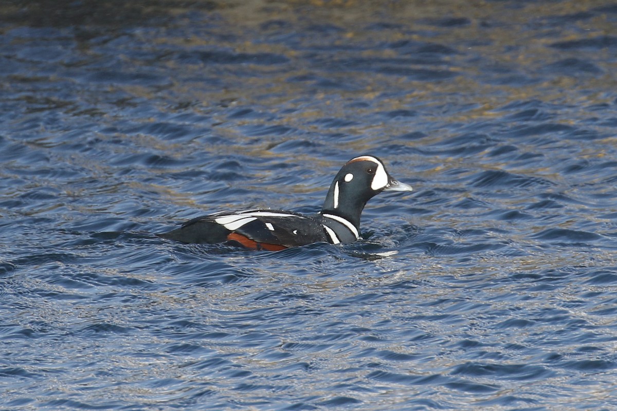 Harlequin Duck - ML632152260