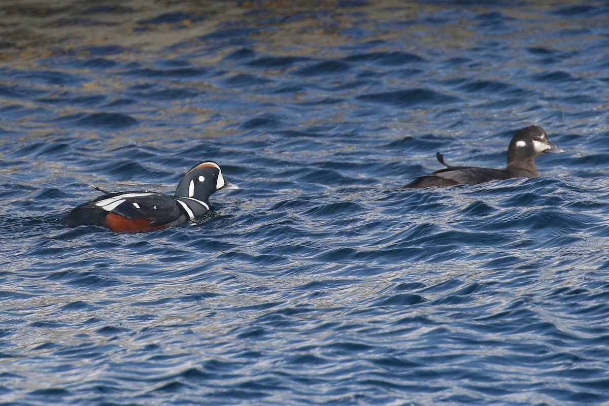 Harlequin Duck - ML632152262