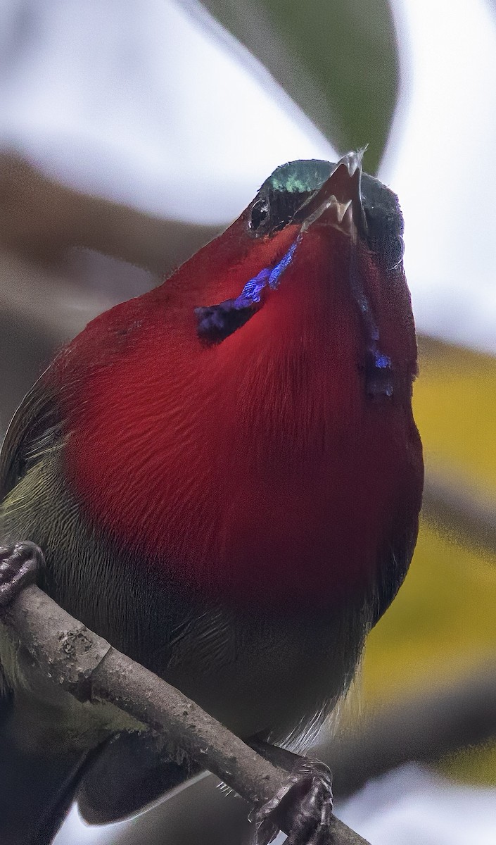 Crimson Sunbird - ML632152308