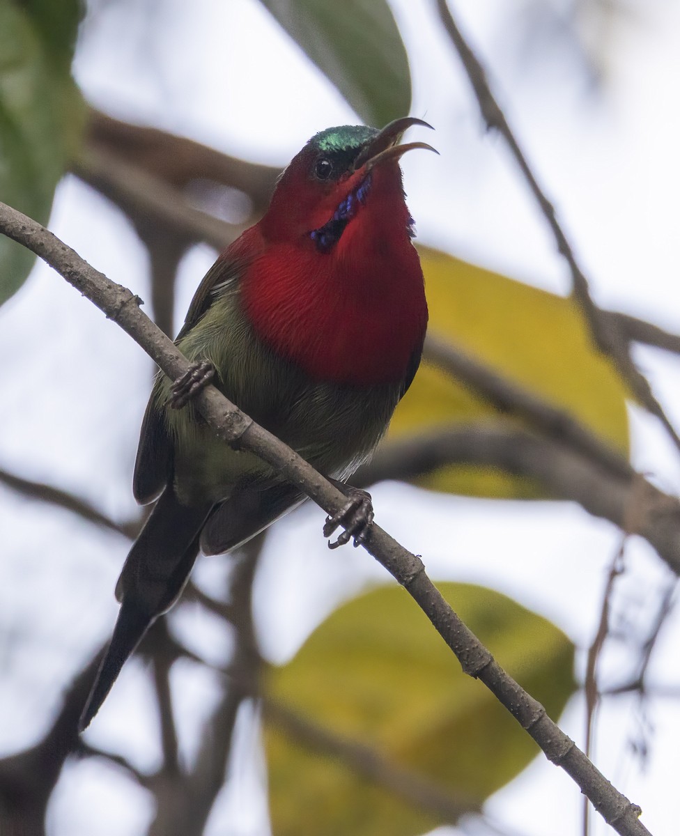 Crimson Sunbird - ML632152309
