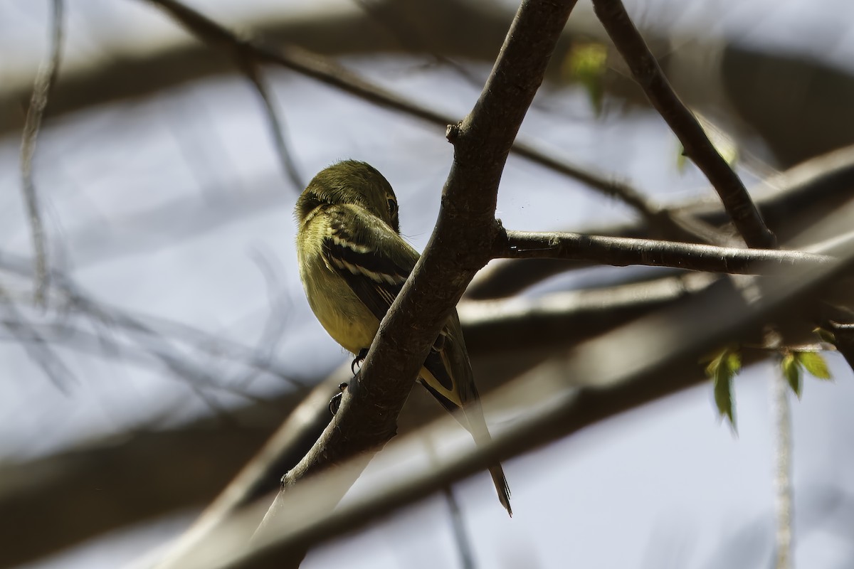 Yellow-bellied Flycatcher - ML632152337