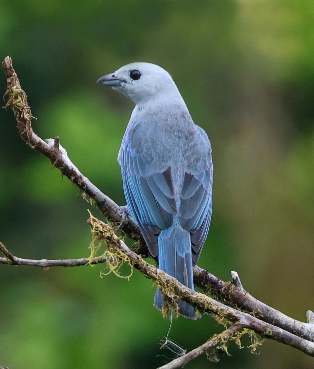 Blue-gray Tanager - ML632152379