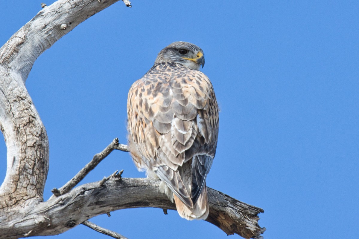 Ferruginous Hawk - ML632152400