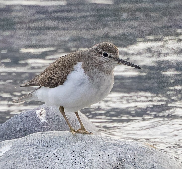 Common Sandpiper - ML632152403