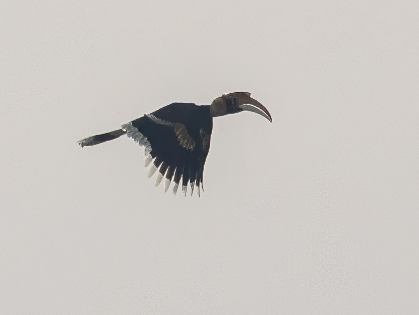 Great Hornbill - ML632152414