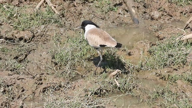 River Lapwing - ML632152439