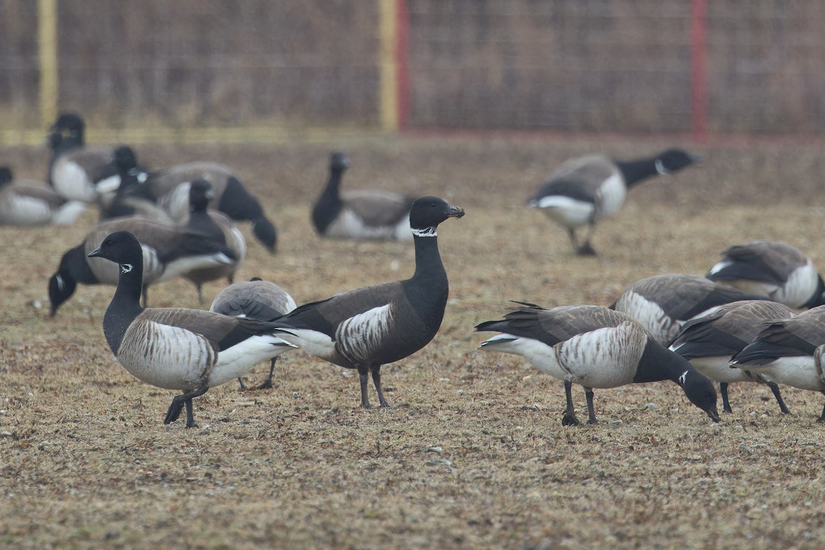 Brant (Black) - ML632152456