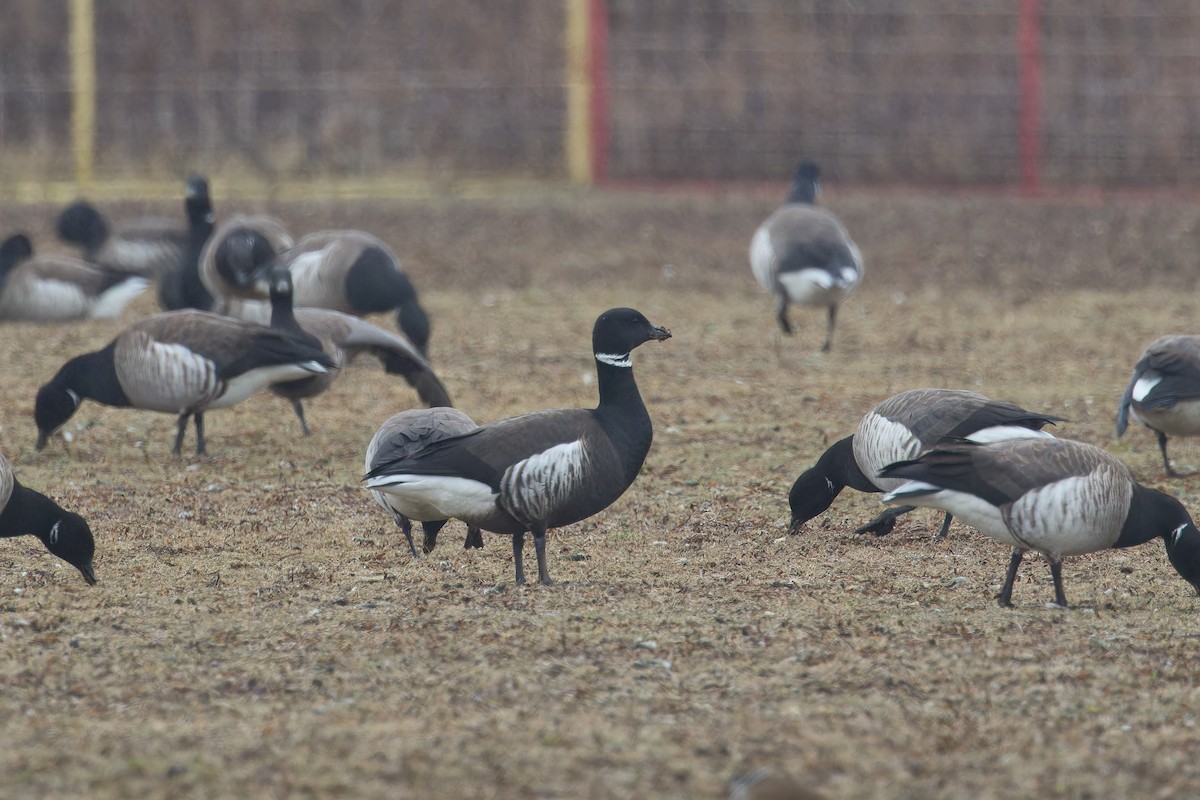 Brant (Black) - ML632152466