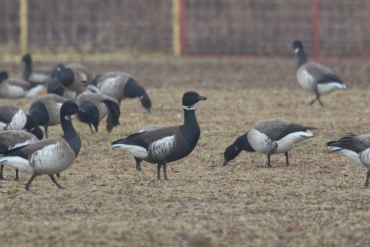 Brant (Black) - ML632152483